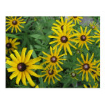 Black-eyed Susan, Rudbeckia hirta Postcards