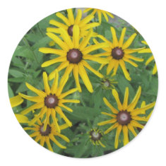 Black-eyed Susan, Rudbeckia hirta sticker