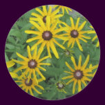 Black-eyed Susan, Rudbeckia hirta stickers