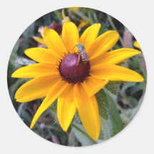 Black-Eyed Susan Stickers