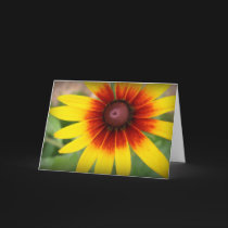 Black-eyed susan - Thank you! cards by clarionphoto Black-eyed susan - Thank you! cards