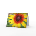 Black-eyed susan - Thank you! cards