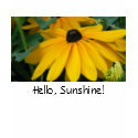 Black-eyed Susan t-shirts by codfishlady Black-eyed Susan t-shirts