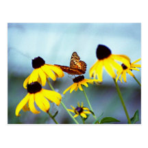 black-eyed susan with butterfly 1 post cards