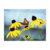 black-eyed susan with butterfly 1 postcards by eunicorn black-eyed susan with butterfly 1 postcards