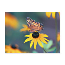 black-eyed susan with butterfly 2 postcards by eunicorn black-eyed susan with butterfly 2 postcards