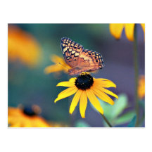 black-eyed susan with butterfly 2 postcards