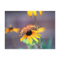 black-eyed susan with butterfly 3 postcards