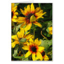 Black Eyed Susans cards