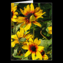 Black Eyed Susans cards