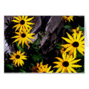 Black Eyed Susans cards