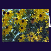 Black Eyed Susans