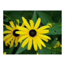 Black-Eyed Susans Flower Poster Print posters
