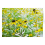 Black Eyed Susans in the Summer Meadow cards