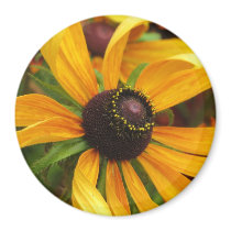Black Eyed Susans magnets