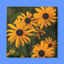 Black-Eyed Susans magnets