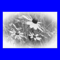 Black-eyed Susans photography