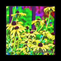 Black-eyed Susans Pop magnets