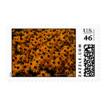 Black-Eyed Susans postage by Mike_Montalvo Black-Eyed Susans postage