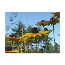 Black Eyed Susans postcards by bkang22 Black Eyed Susans postcards