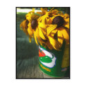 black eyed susans postcards