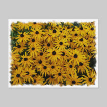 Black Eyed Susans postcards
