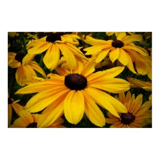 Black-eyed Susans print