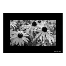 Black-Eyed Susans posters
