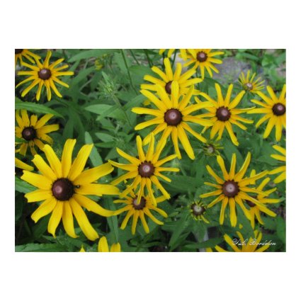 Black-eyed Susans print