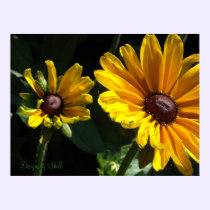 Black Eyed Susans posters