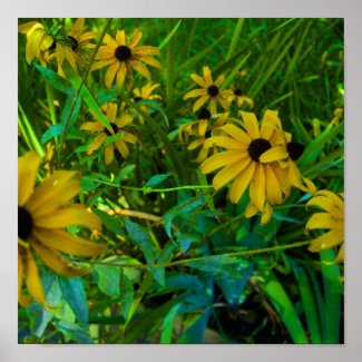 Black-Eyed Susans print