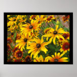 Black Eyed Susans Posters