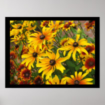 Black Eyed Susans Posters