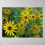 Black-eyed Susans Print
