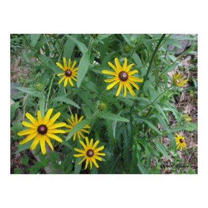 Black-eyed Susans, R. hirta print