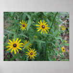 Black-eyed Susans, R. hirta Poster