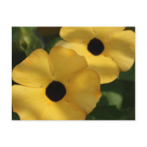 Black Eyes Postcard
