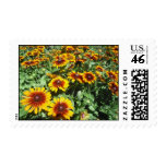 Black-eyes Susan Postage