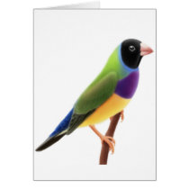Black Faced Gouldian Finch Card
