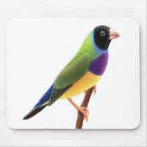 Black Faced Gouldian Finch Mousepad by twopurringcats Black Faced Gouldian Finch Mousepad