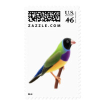 Black Faced Gouldian Finch Stamps