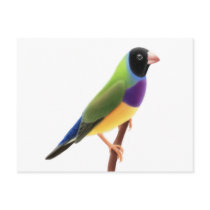 Black Faced Gouldian Finch postcards