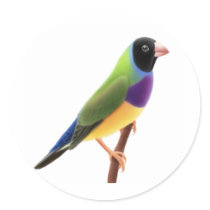 Black Faced Gouldian Finch Round Stickers