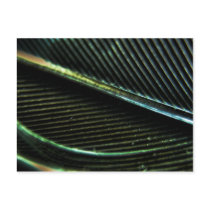 Black Feather art postcard postcards