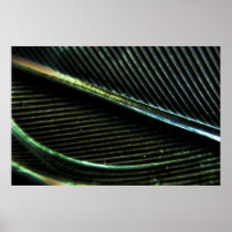 Black Feather Macro Print