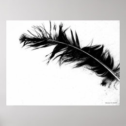 Black Feather Poster print