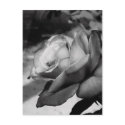 Black Flower postcards by Poker_Face Black Flower postcards