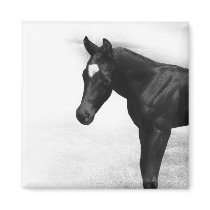 Black Foal Magnet