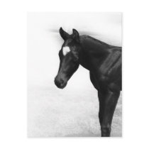 Black Foal Post Cards