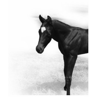 Black Foal Tee shirt